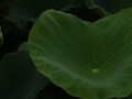 DSCF6771