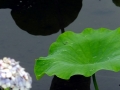 DSCF6778
