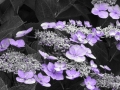 DSCF6781