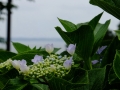 DSCF6802