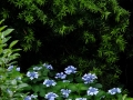 DSCF6809