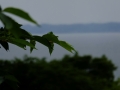 DSCF6815