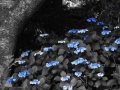 DSCF6825