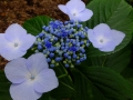 DSCF6866