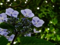 DSCF6867