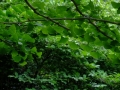 DSCF6874