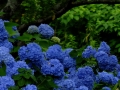 DSCF6892