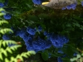 DSCF6936