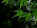 DSCF6963