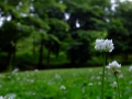 DSCF6974