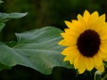DSCF6999