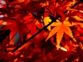 DSCF5336