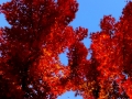 DSCF5343