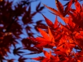 DSCF5347