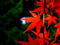 DSCF5348