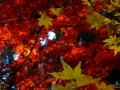 DSCF5364