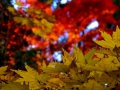 DSCF5372