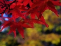 DSCF5378