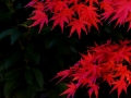 DSCF5390
