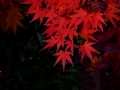 DSCF5393
