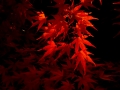 DSCF5397