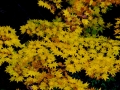 DSCF5407