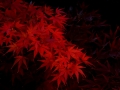 DSCF5410