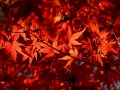 resize_DSC00624