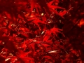 resize_DSC00663