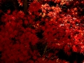 resize_DSC00667