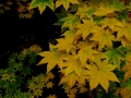 resize_DSCF8324