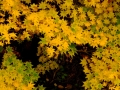 resize_DSCF8358