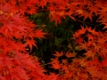 resize_DSCF8373