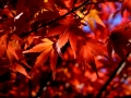 resize_DSCF8441