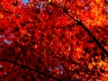 DSCF6942