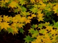 DSCF6957