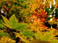 DSCF6962