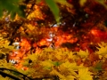 DSCF6964