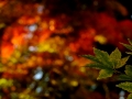 DSCF6976