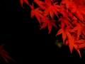 DSCF6989