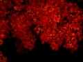 DSCF6997
