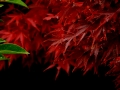 DSCF7024