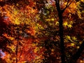 DSCF7925