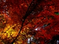 DSCF7934