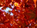DSCF7966