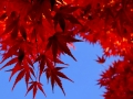 DSCF7969
