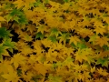 DSCF7977