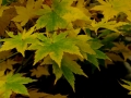 DSCF7979