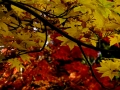 DSCF7981