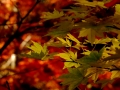 DSCF7985